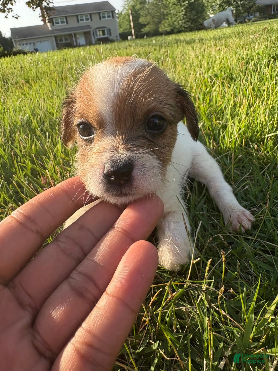 Jack Russell Terrier dogs for sale: Rocko - Image 4