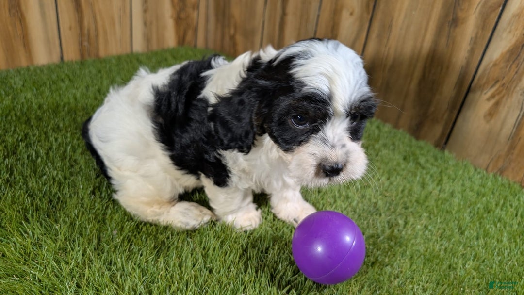 Cavapoo dogs for sale: Missy Girl 3 - Image 11