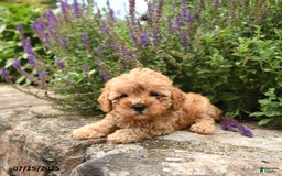 Cavapoo dogs for sale: Remington - Image 1