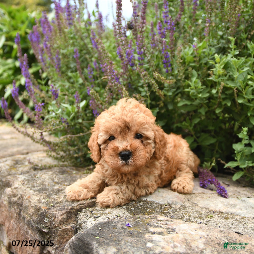 Cavapoo dogs for sale: Remington - Image 1