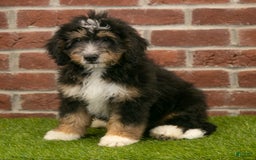 Mini Bernedoodle dogs for sale: Mason - Image 4