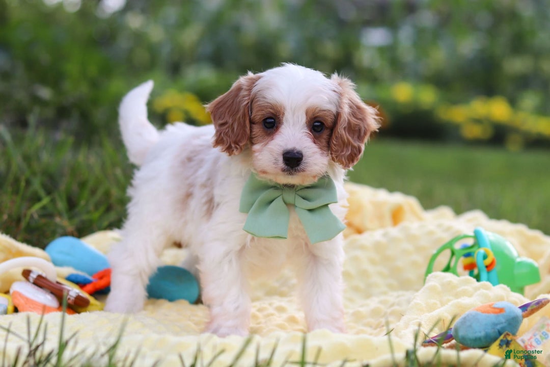 Cavapoo dogs for sale: Tanner - Image 2
