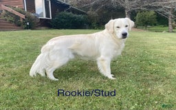 Golden Retriever dogs for sale: Liberty - Image 4