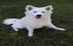 Samoyed dogs for sale: Richard - Image 10