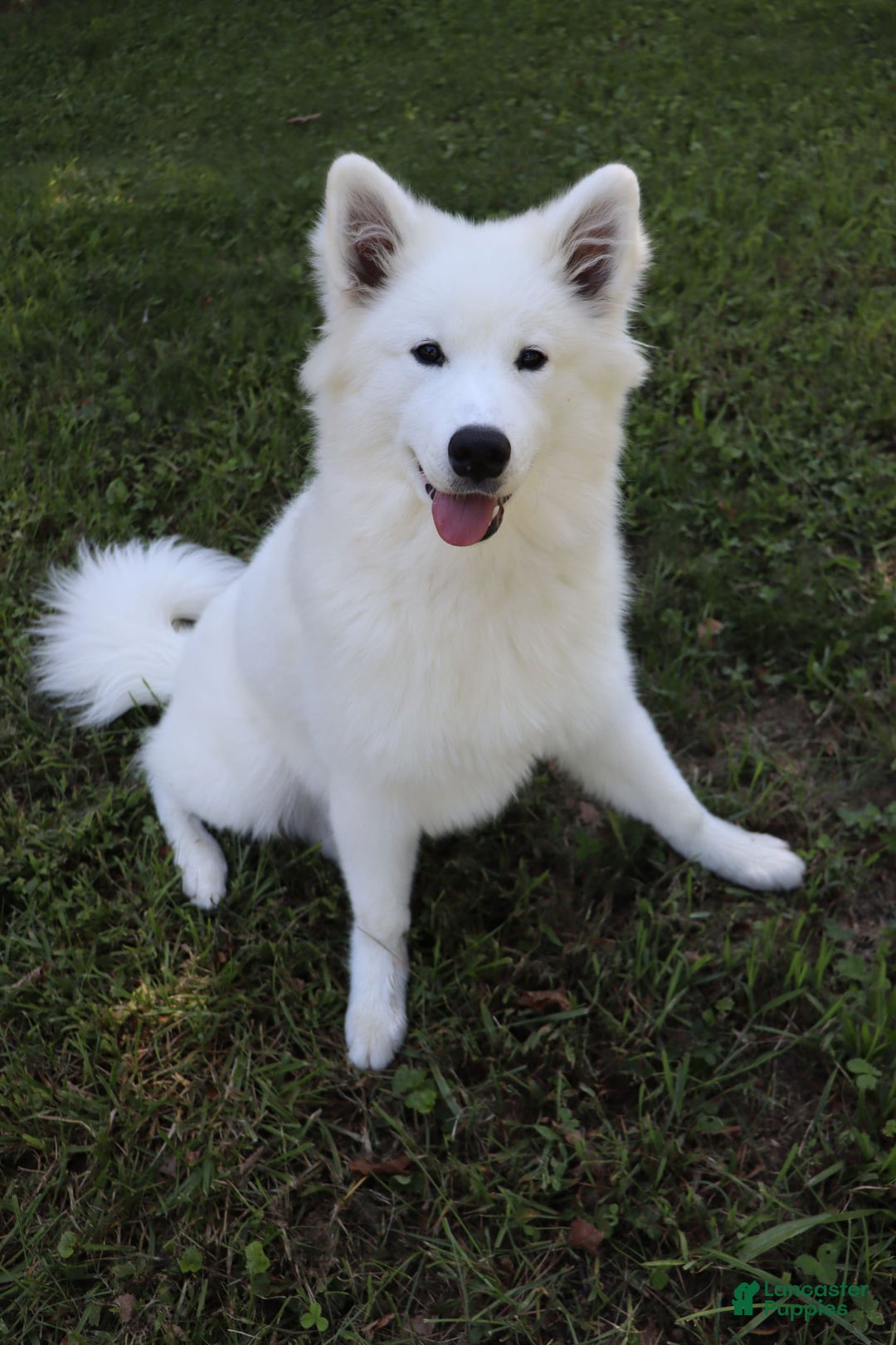 Samoyed dogs for sale: Richard - Image 10