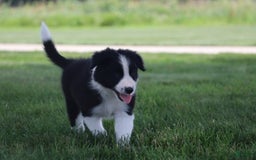 Border Collie dogs for sale: Kingston - Image 2