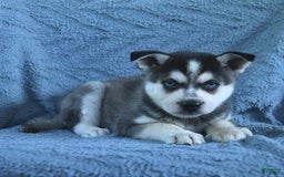 Alaskan Klee Kai dogs for sale: Cody - Image 1