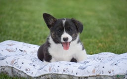 Welsh Corgi Pembroke dogs for sale: Rhett - Image 5