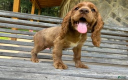 Cocker Spaniel dogs for sale: Monty - Image 5