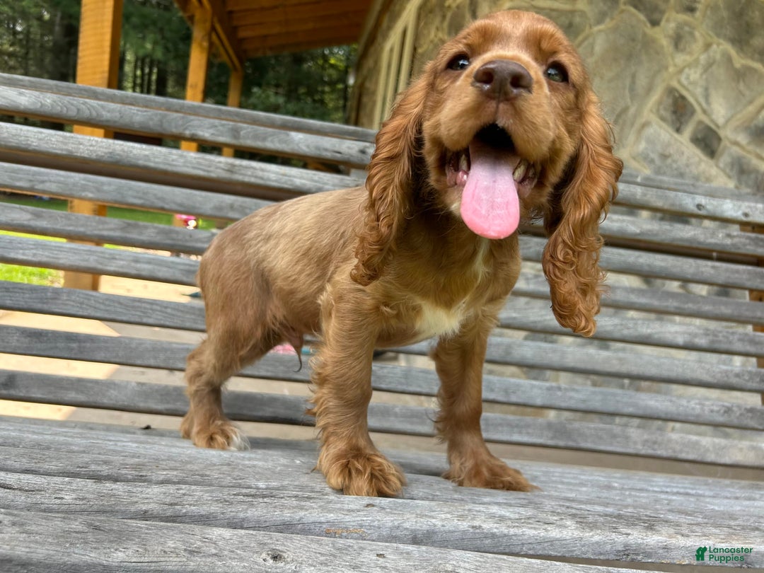 Cocker Spaniel dogs for sale: Monty - Image 5