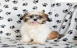 Shih Tzu dogs for sale: Izzy - Image 13