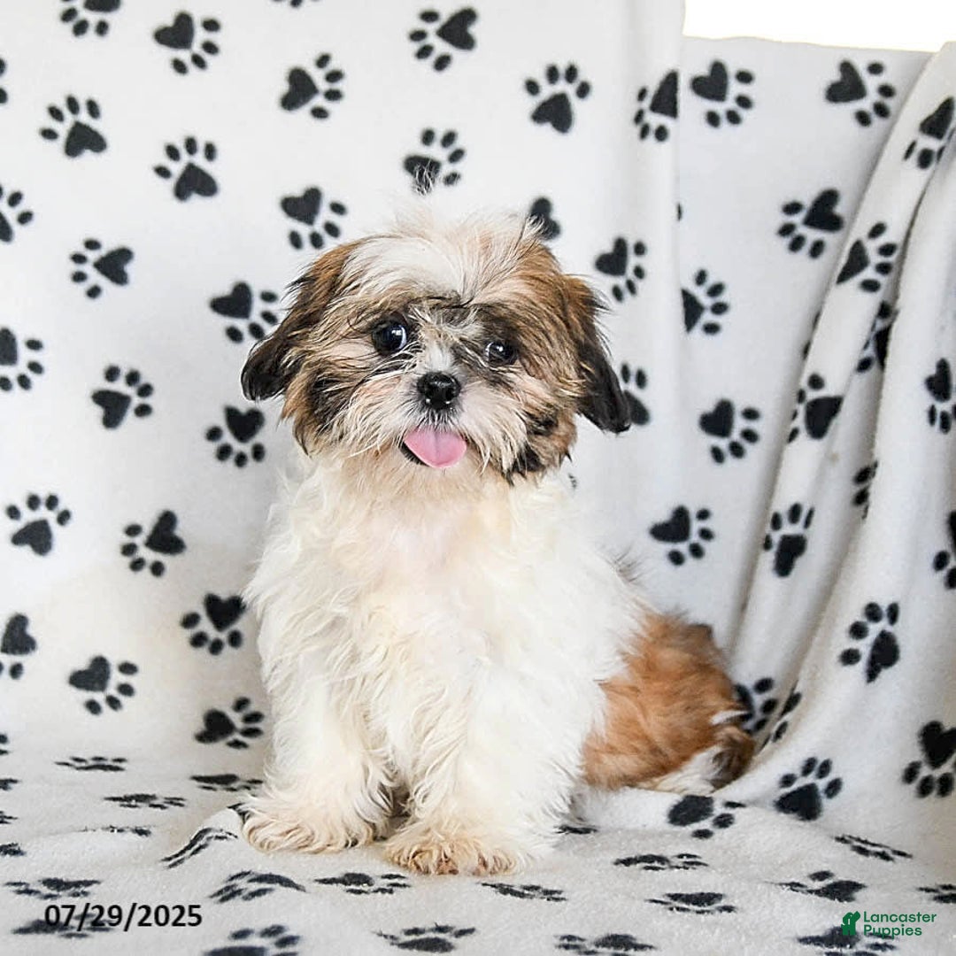 Shih Tzu dogs for sale: Izzy - Image 13