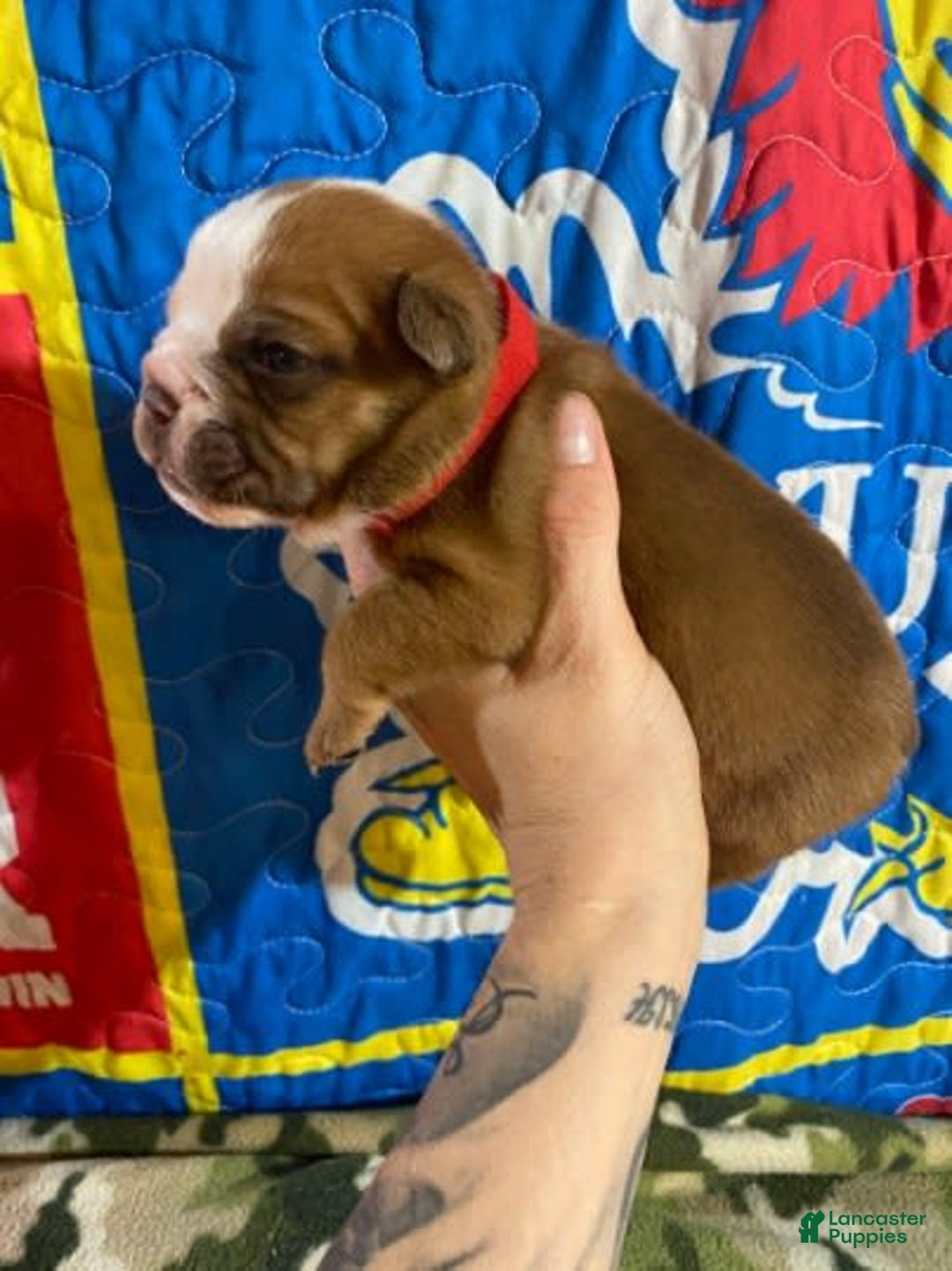 American Bulldog dogs for sale: Big Red - Image 4
