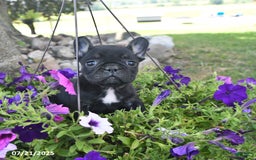 French Bulldog dogs for sale: Fancy - Image 2