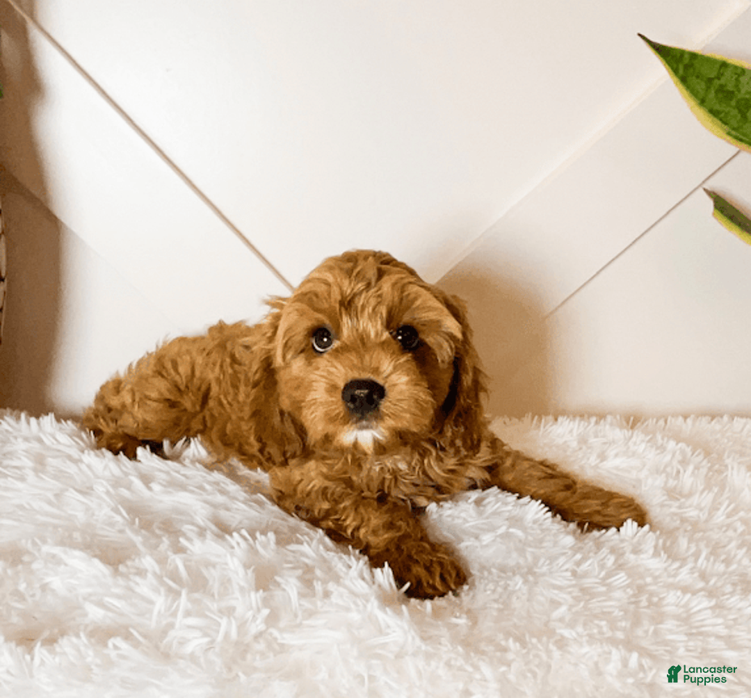Cavapoo dogs for sale: Zeke - Image 2