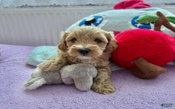 Maltipoo dogs for sale: Mario - Image 4