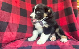 Miniature Australian Shepherd dogs for sale: Meatball - Image 1