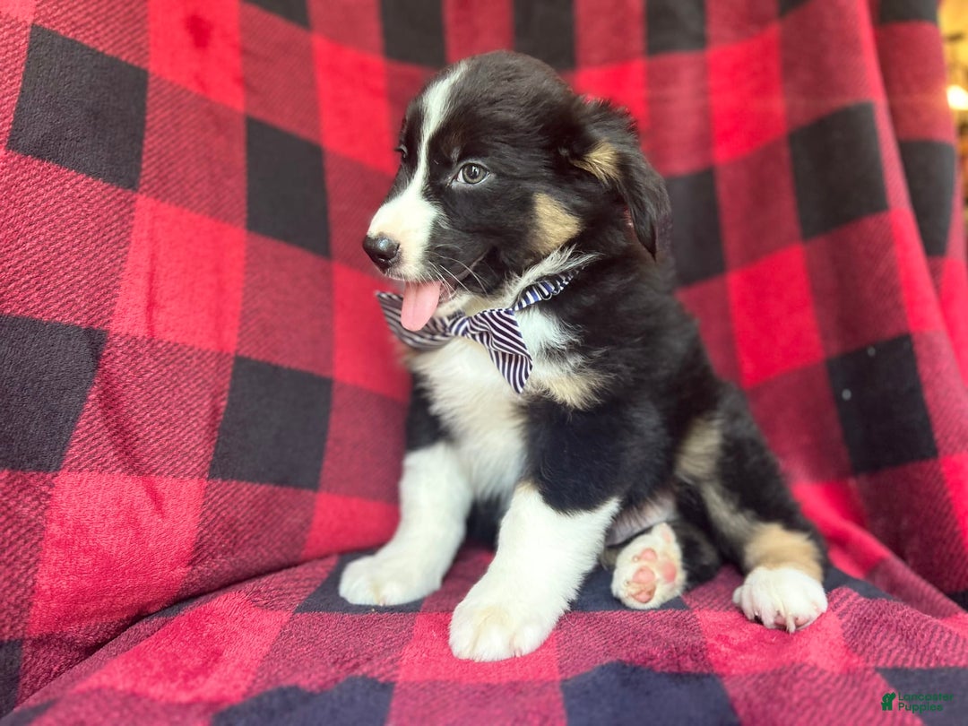 Miniature Australian Shepherd dogs for sale: Meatball - Image 1
