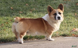 Welsh Corgi Pembroke dogs for sale: Bentley - Image 9