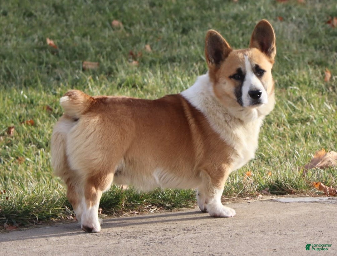 Welsh Corgi Pembroke dogs for sale: Bentley - Image 9
