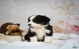 Miniature Australian Shepherd dogs for sale: Trixie - Image 2