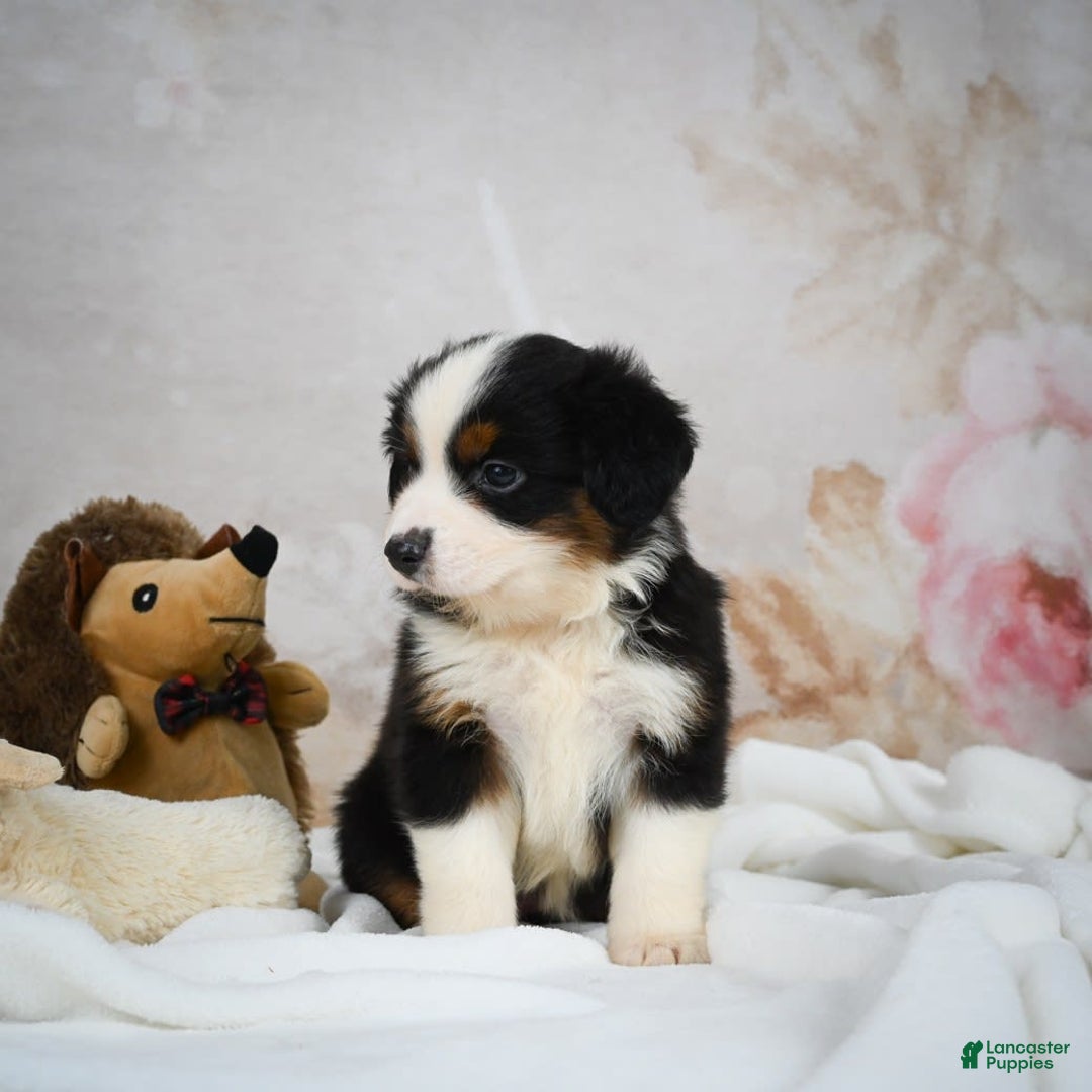 Miniature Australian Shepherd dogs for sale: Trixie - Image 2