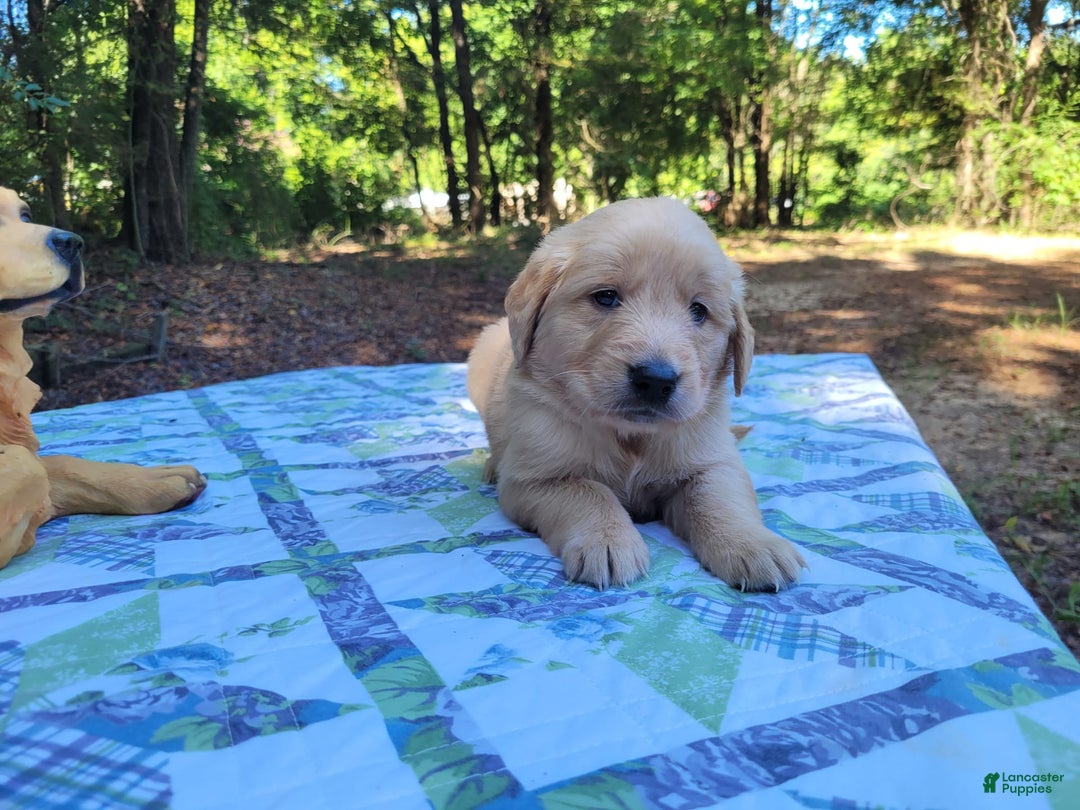 Golden Retriever dogs for sale: Maggie - Image 13