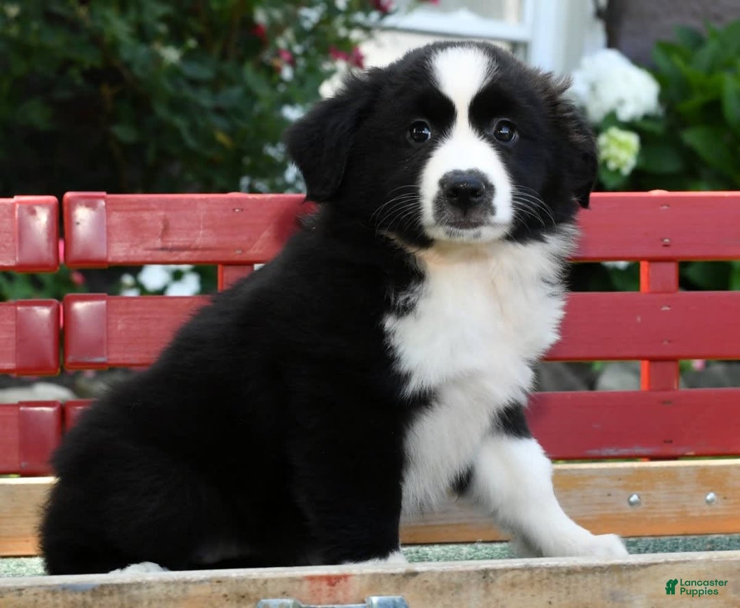 Australian Shepherd dogs for sale: Brenda - Image 10