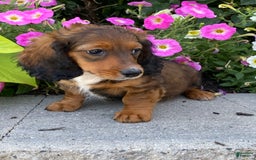 Dachshund dogs for sale: Dixie - Image 9