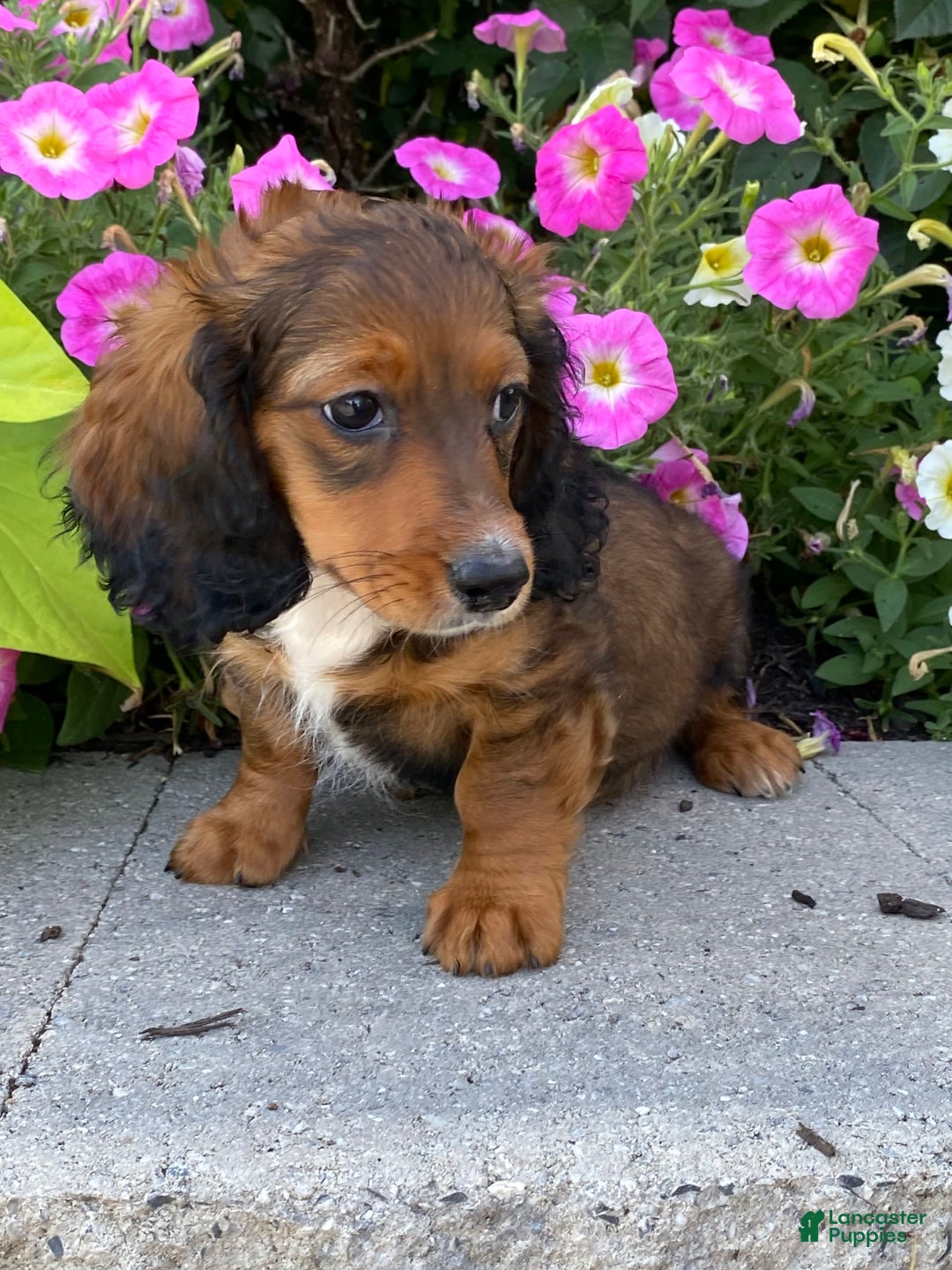 Dachshund dogs for sale: Dixie - Image 9