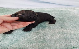 Toy Poodle dogs for sale: Kody - Image 10