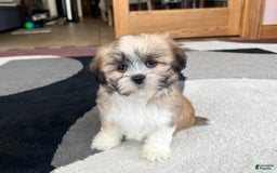 Lhasa Apso dogs for sale: Bella - Image 3