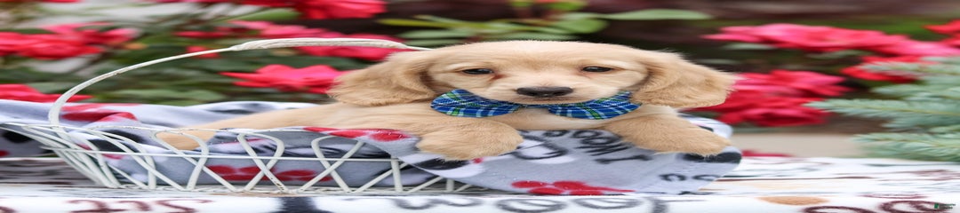 Parker