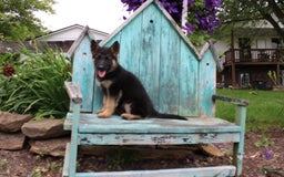 German Shepherd dogs for sale: Bella - Image 10