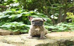 French Bulldog dogs for sale: Meadow - Image 4