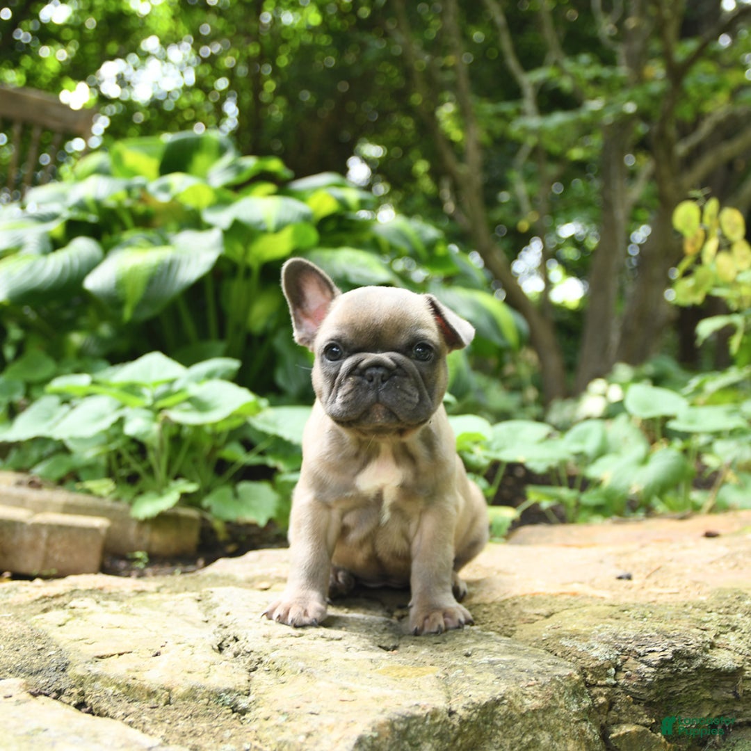 French Bulldog dogs for sale: Meadow - Image 4