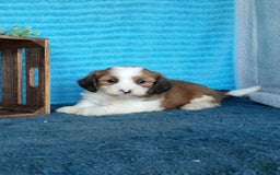 Havanese dogs for sale: Daisy - Image 1