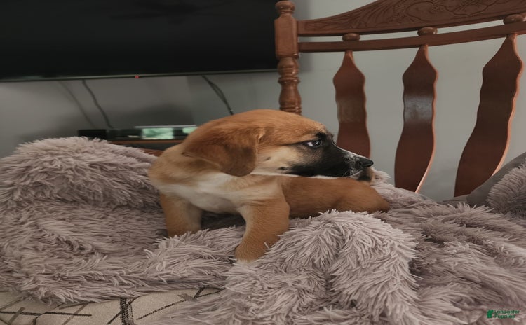 German Shepherd dogs for sale - Ad 4
