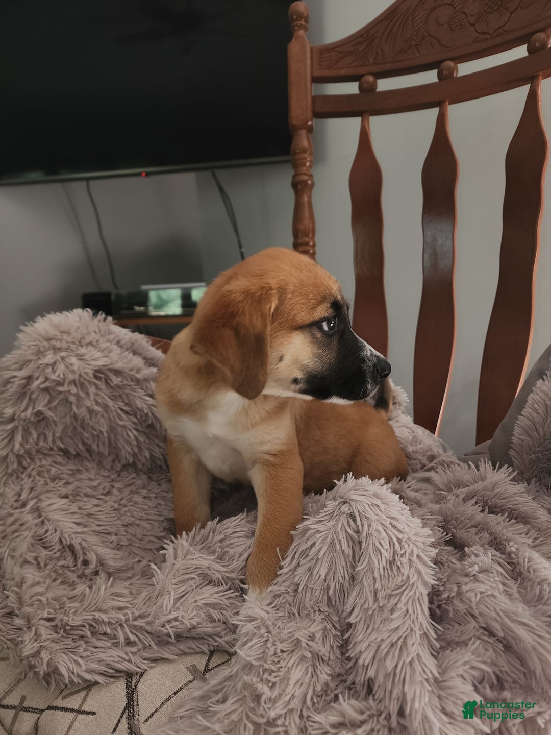 German Shepherd dogs for sale: Boxer - Image 1