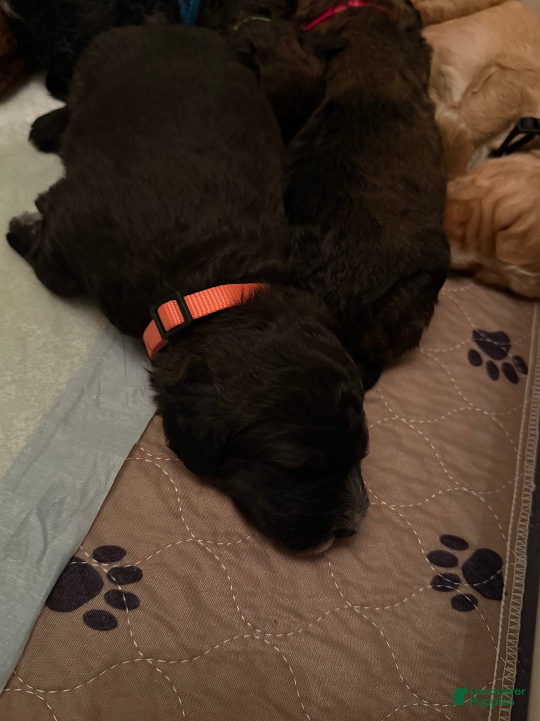 Bernedoodle dogs for sale: Orange Boy - Image 8