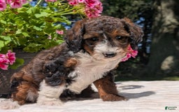Mini Bernedoodle dogs for sale: Sabrina - Image 3