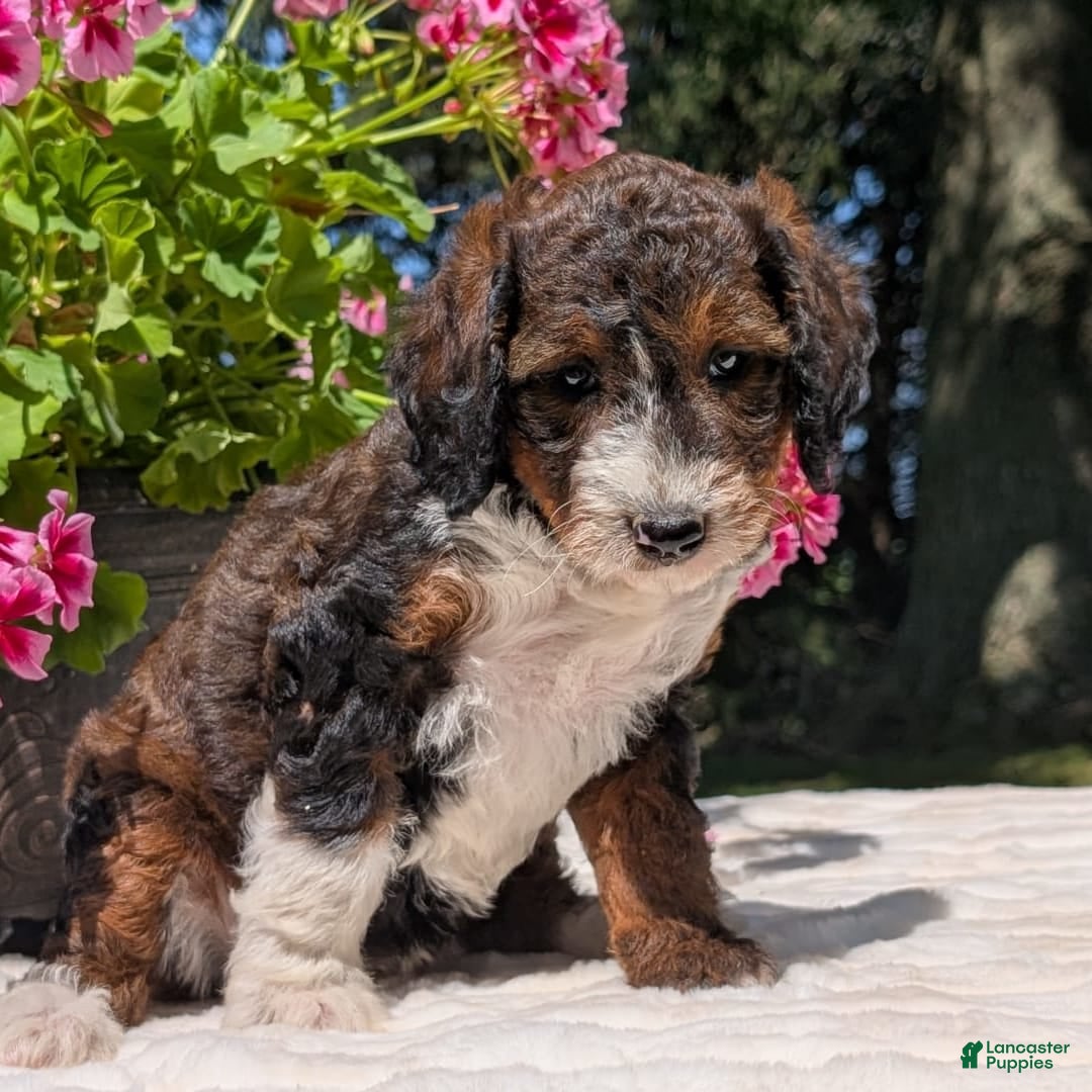 Mini Bernedoodle dogs for sale: Sabrina - Image 3