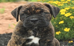 Cane Corso dogs for sale: Inky - Image 5