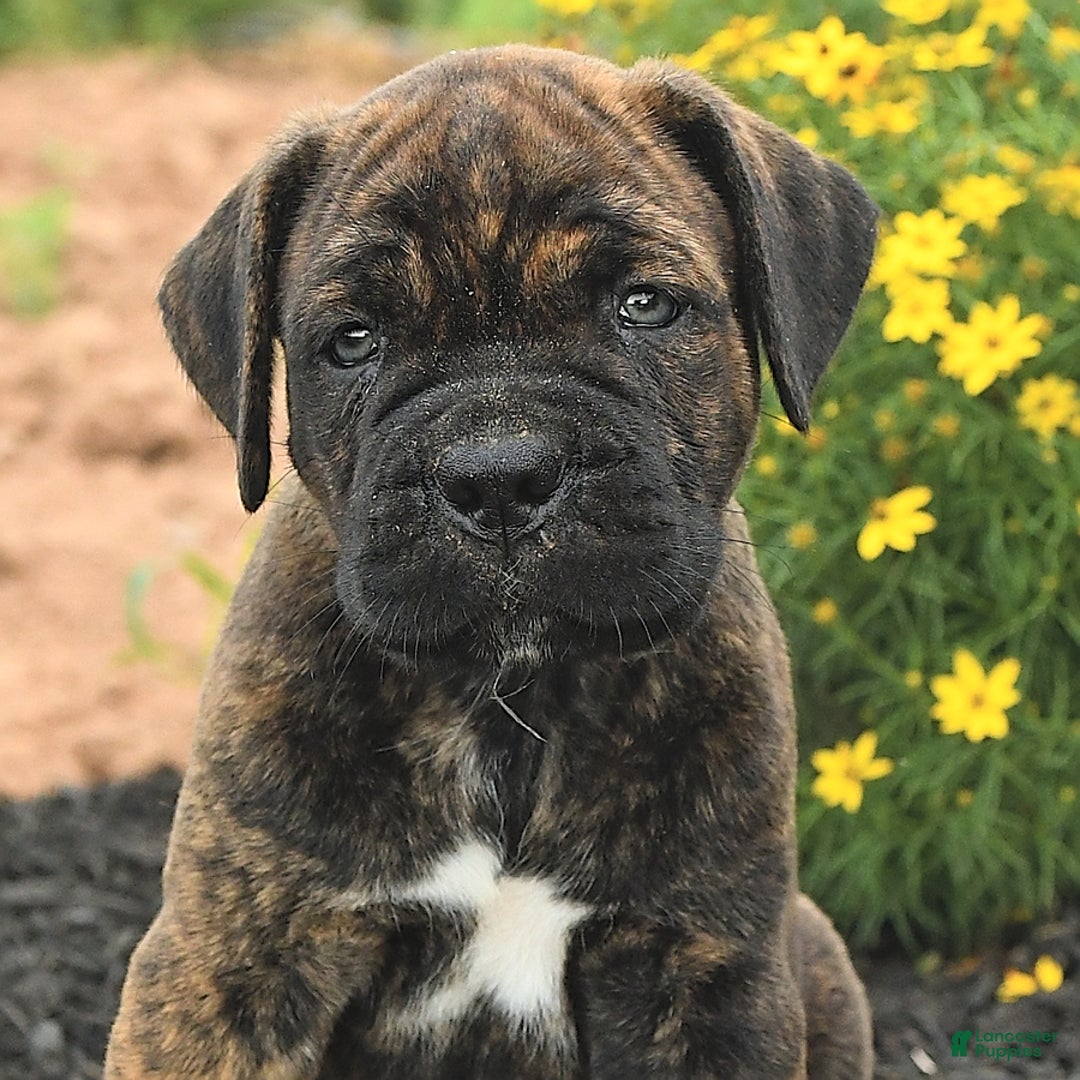 Cane Corso dogs for sale: Inky - Image 5
