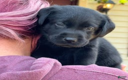 Labrador Retriever dogs for sale: Ruby - Image 3