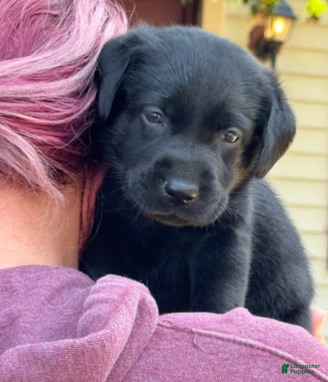 Labrador Retriever dogs for sale: Ruby - Image 3