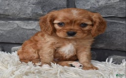 Cavalier King Charles Spaniel dogs for sale: Benny - Image 2