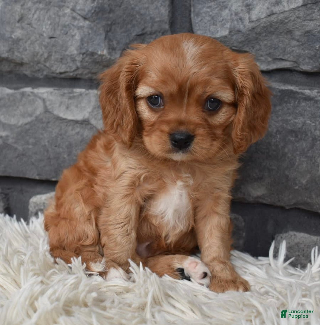 Cavalier King Charles Spaniel dogs for sale: Benny - Image 2