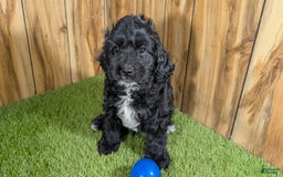 Cavapoo dogs for sale: Missy Boy 1 - Image 10