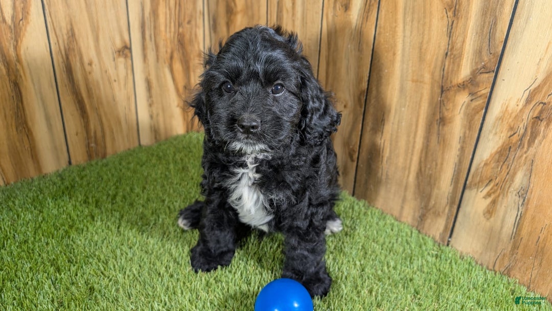 Cavapoo dogs for sale: Missy Boy 1 - Image 10